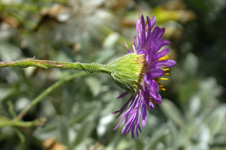 Erigeron blochmaniae