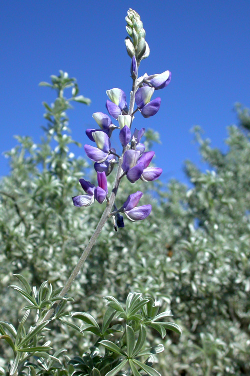 Lupinus chamissonis Lupinus chamissonis