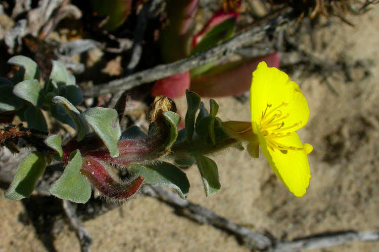 Camissoniopsis cheiranthifolia ssp. suffruticosa