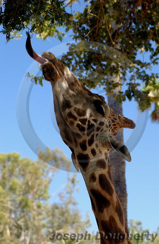 Giraffa camelopardalis rothschildi Giraffa camelopardalis rothschildi