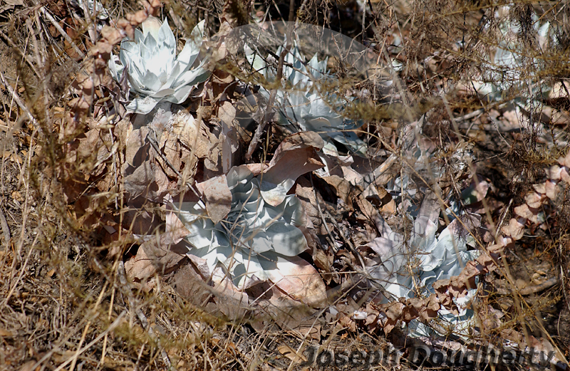 Dudleya pulverulenta Dudleya pulverulenta