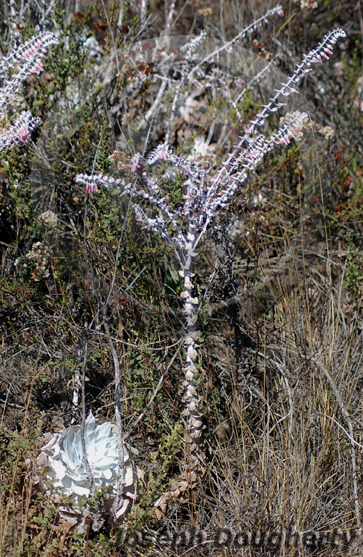 Dudleya pulverulenta Dudleya pulverulenta