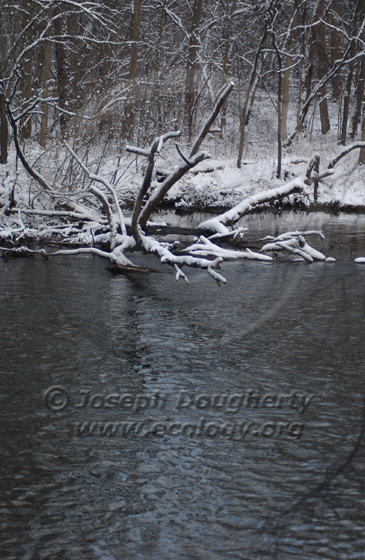 Winter snowy scene beside the Huron River.