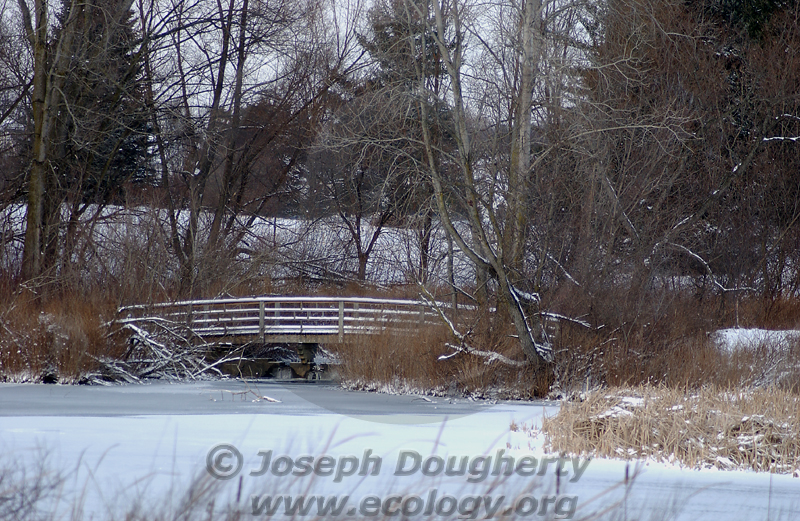 Snowy winter scene at the Matthaei Gardens pond (University of Michigan).