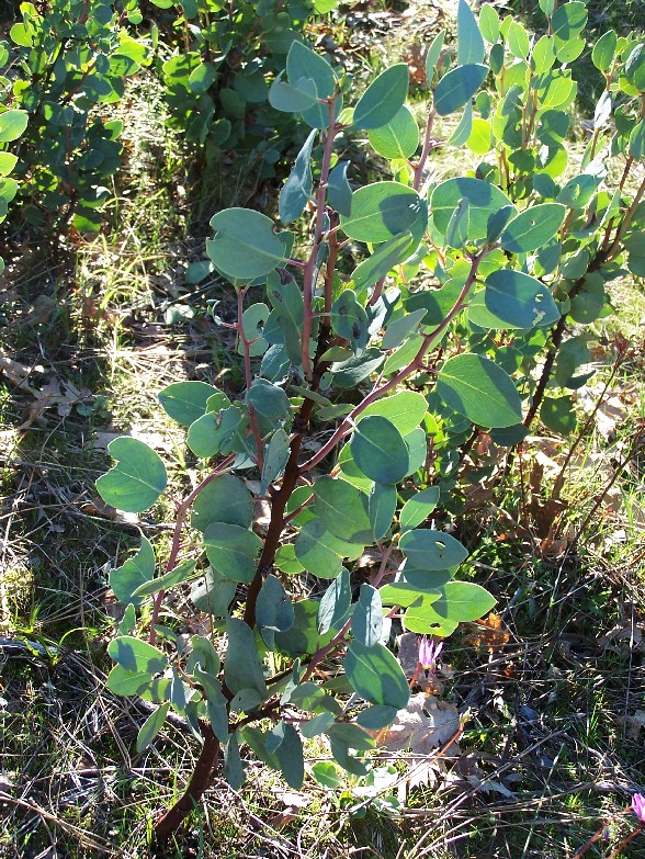 Arctostaphylos viscida