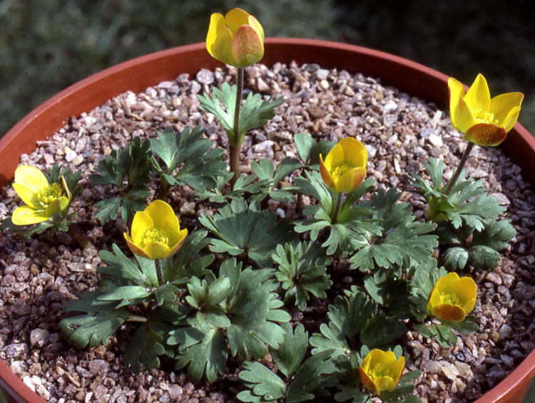 Anemone biflora var. eranthioides