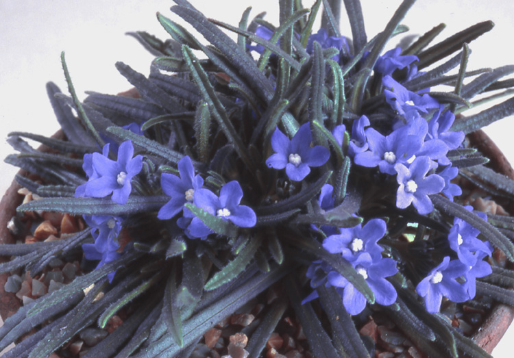 Anchusa cespitosa