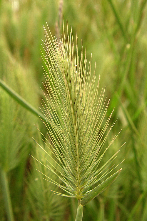 Hordeum marinum ssp. gussoneanum