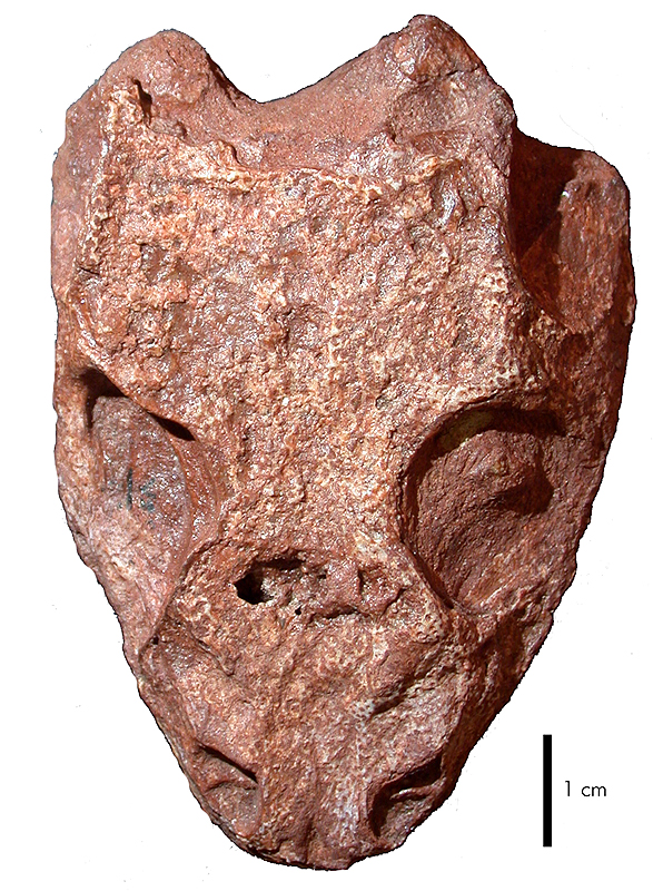 Conjunctio multidens
