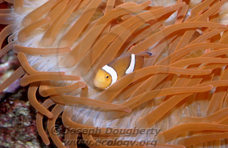 Amphiprion ocellaris