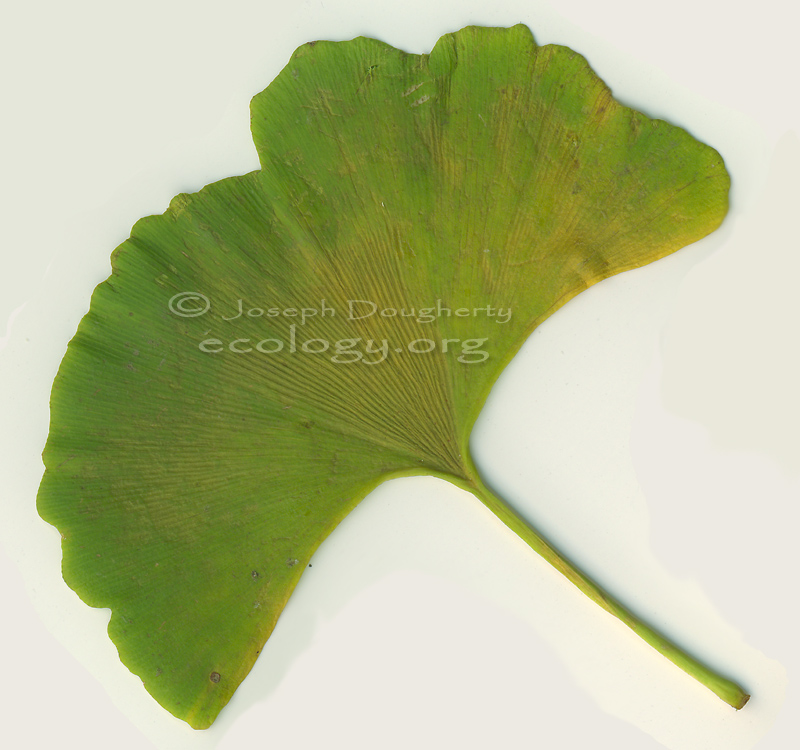 Ginkgo biloba Ginkgo biloba