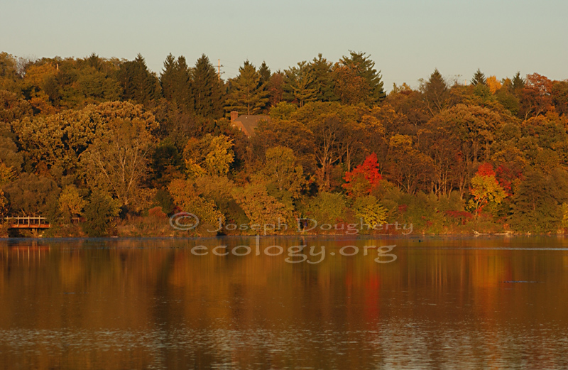 fall foliage at sunset in Gallup Park.
