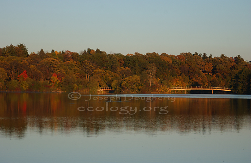 fall foliage at sunset in Gallup Park.