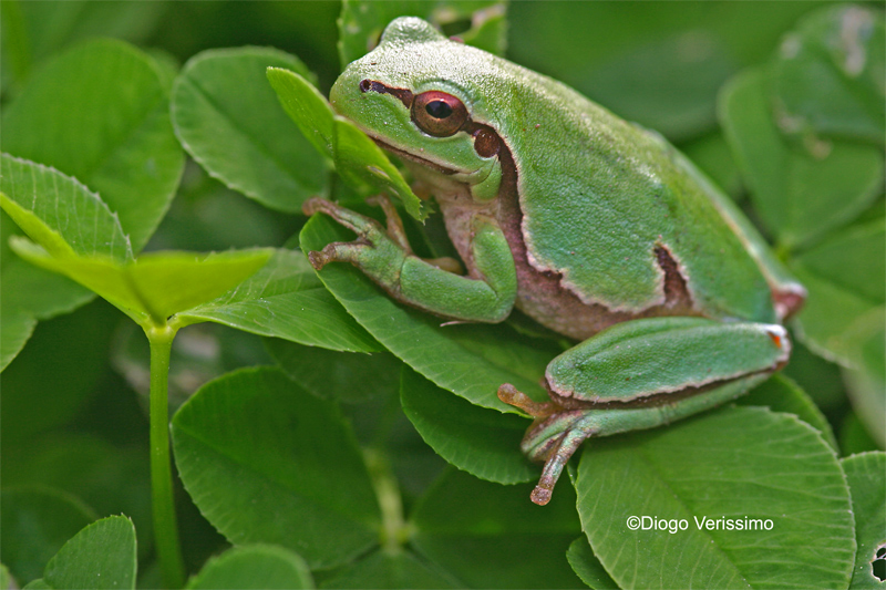 Hyla arborea