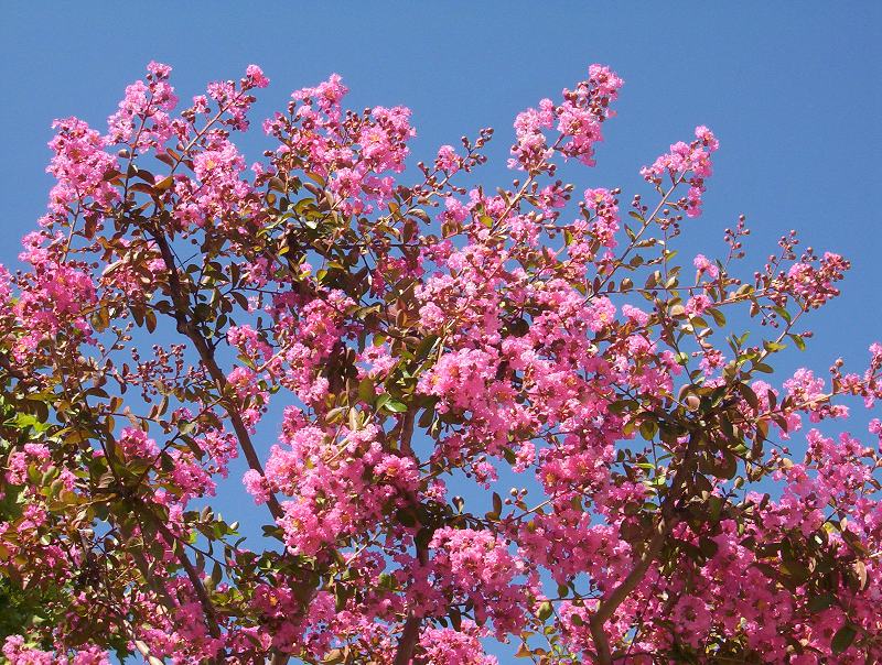Что цветет в крыму розовым цветом. Лагерстремия индийская Магнифика Розеа. Лагерстремия Розеа Нова. Лагерстремия индийская бонсай. Цветущие деревья в июле.