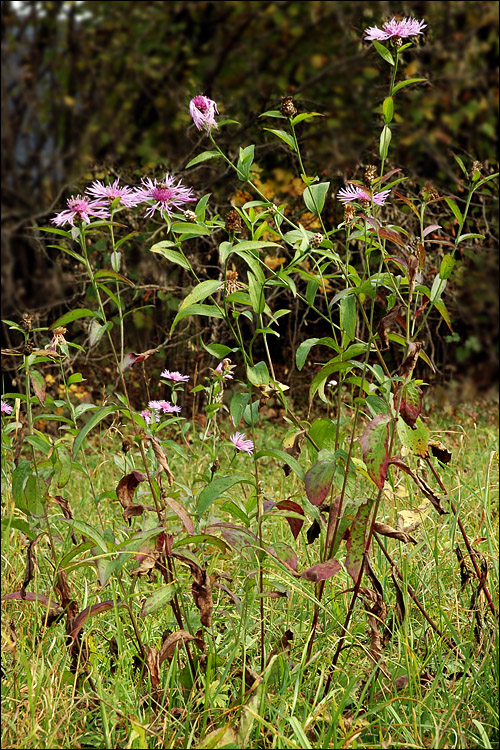 Centaurea jacea ssp. jacea