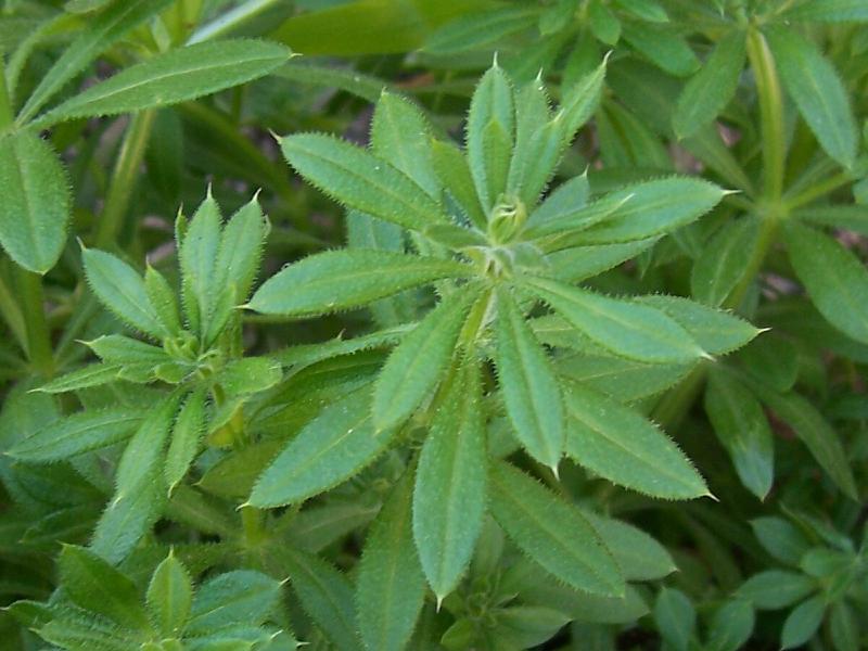 Galium sp.