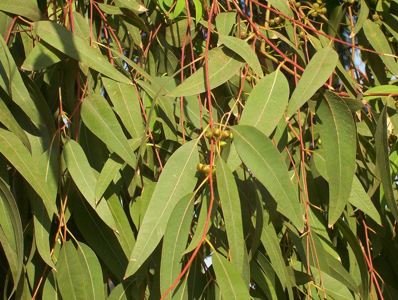 CalPhotos Eucalyptus sp 