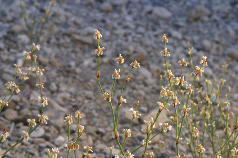 Eriogonum baileyi var. baileyi Eriogonum baileyi var. baileyi