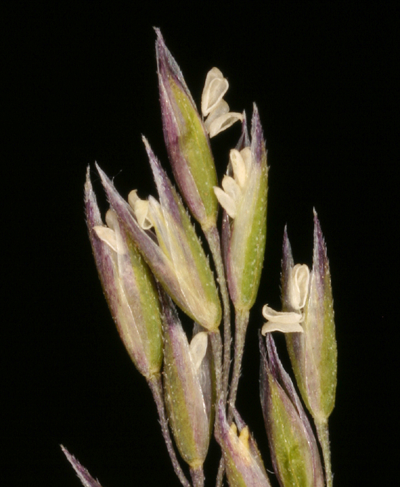 Agrostis idahoensis