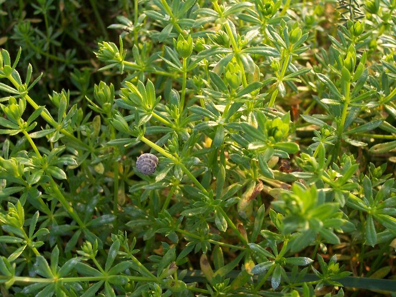 Galium sp.