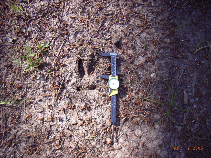 Odocoileus hemionus