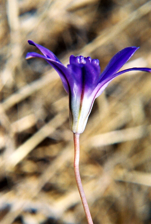 Brodiaea jolonensis