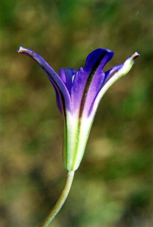 Brodiaea terrestris ssp. kernensis