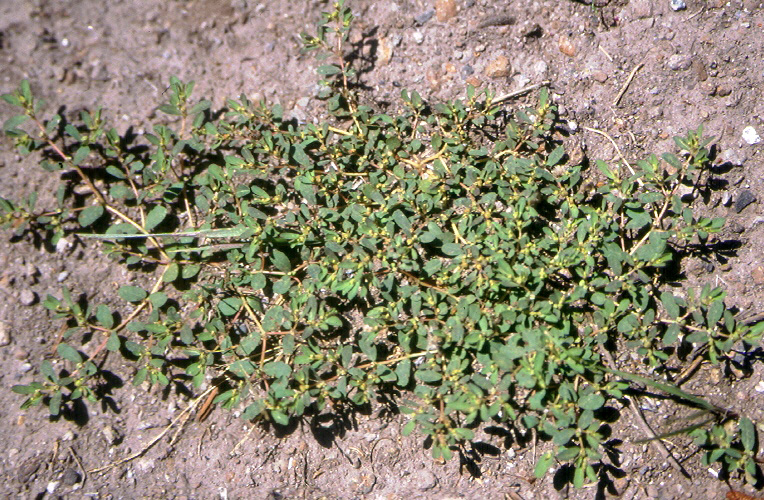 Euphorbia glyptosperma