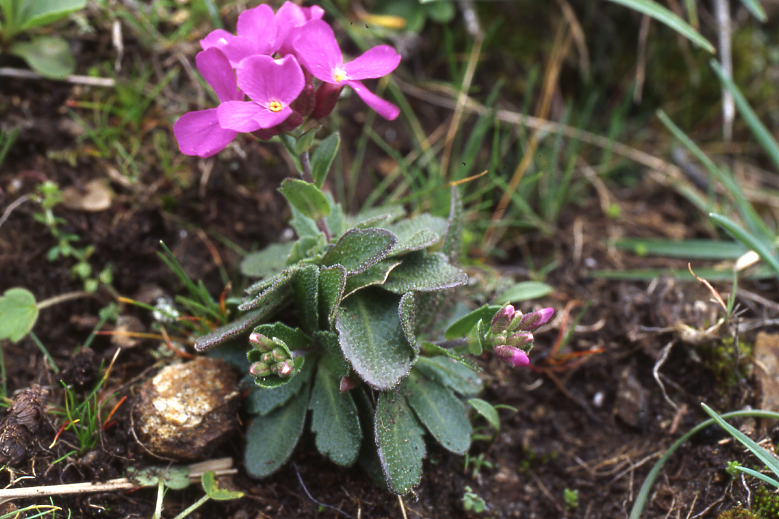 Arabis blepharophylla Arabis blepharophylla