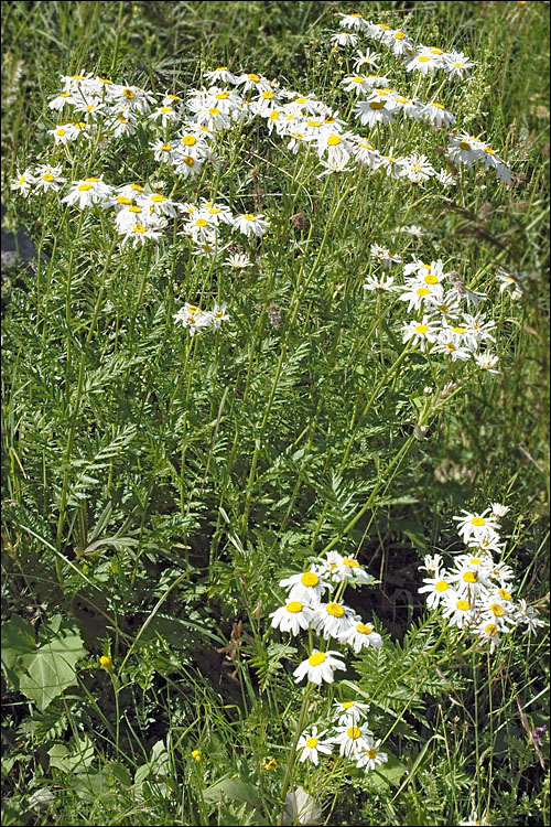 Tanacetum corymbosum ssp. subcorymbosum