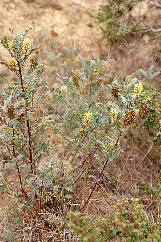 Astragalus pycnostachyus var. pycnostachyus Astragalus pycnostachyus var. pycnostachyus