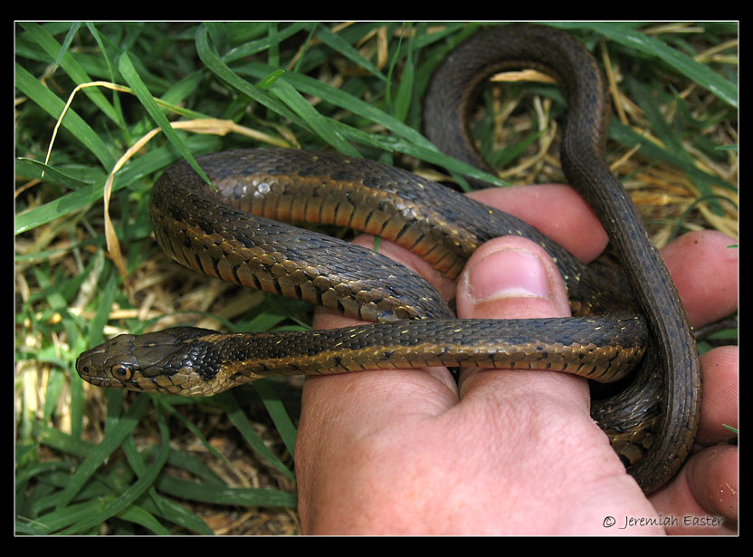 Thamnophis couchii Thamnophis couchii