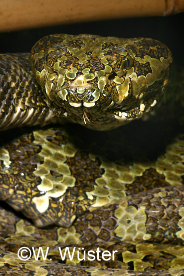 Protobothrops mangshanensis Protobothrops mangshanensis