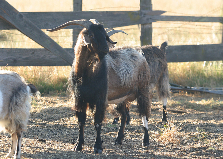 Capra hircus Capra hircus