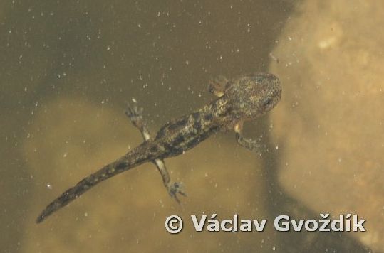 Salamandra infraimmaculata