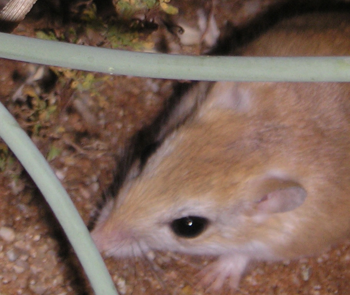Gerbillus paeba Gerbillus paeba