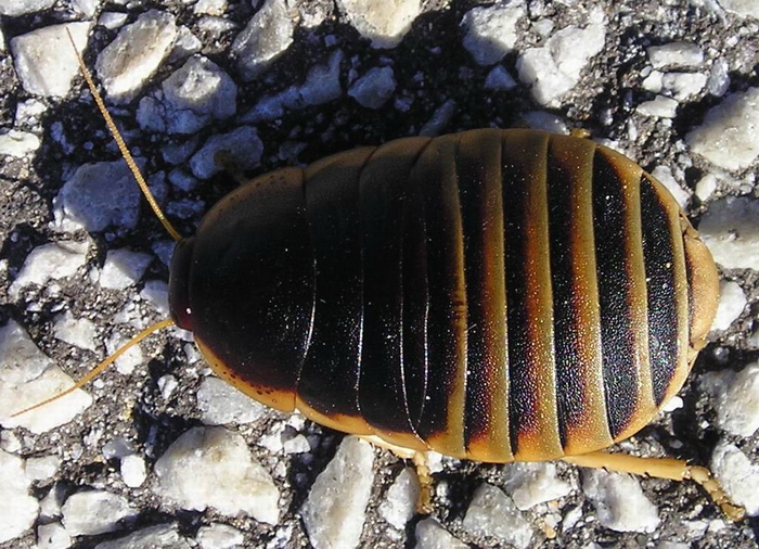 Aptera fusca Aptera fusca