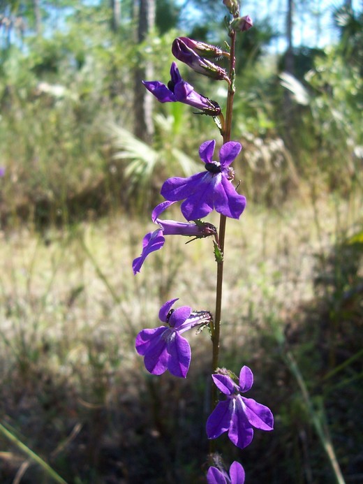 Lobelia glandulosa Lobelia glandulosa