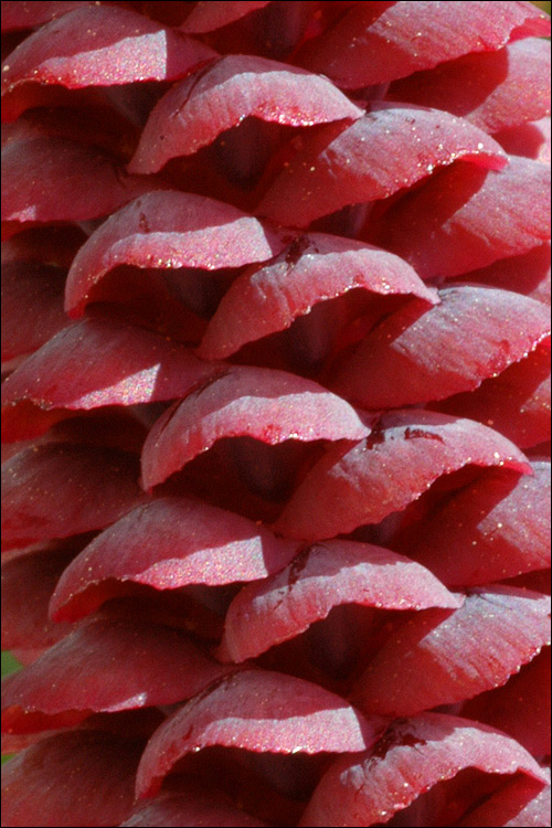 Picea abies