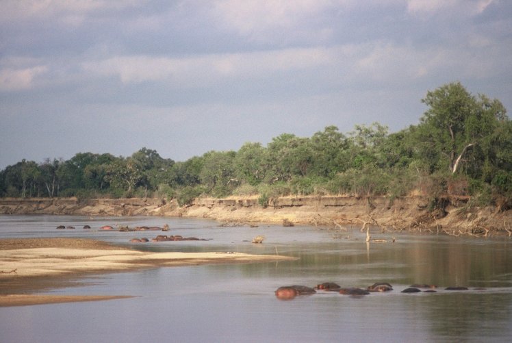 Luangwa River , Kingdom of the hippopotamus