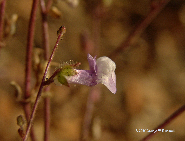 Antirrhinum vexillocalyculatum ssp. intermedium Antirrhinum vexillocalyculatum ssp. intermedium