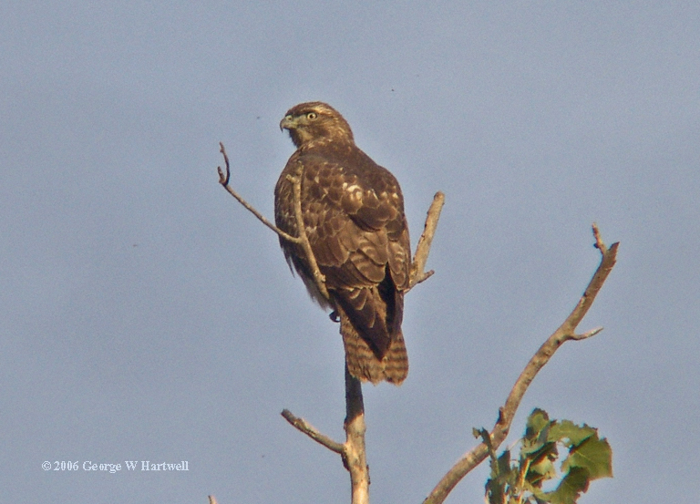 Buteo jamaicensis Buteo jamaicensis