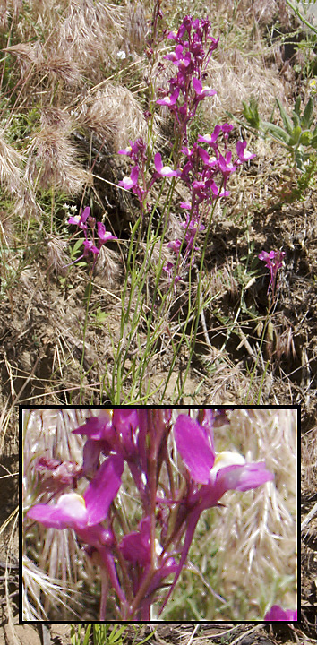 Linaria maroccana Linaria maroccana