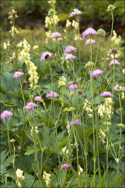 Knautia longifolia