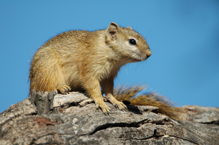 Paraxerus cepapi