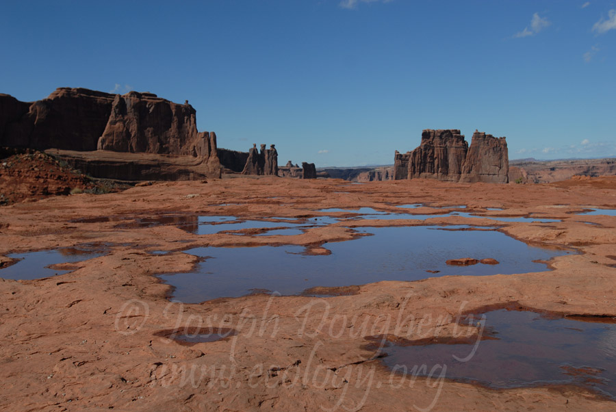 Blue rain puddles on red sandstone reflect the sky at Courthouse Towers, Arches National Park