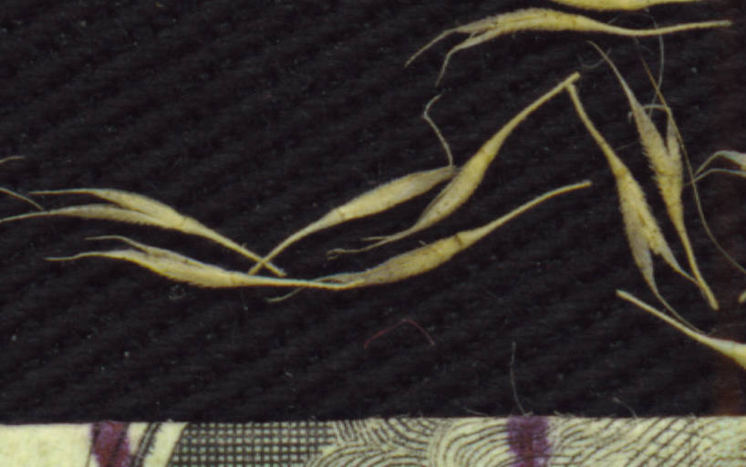 Polypogon imberbis