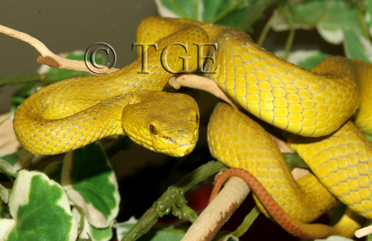 Trimeresurus insularis