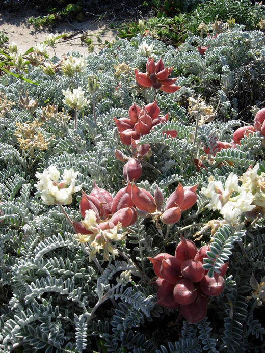 Astragalus miguelensis Astragalus miguelensis